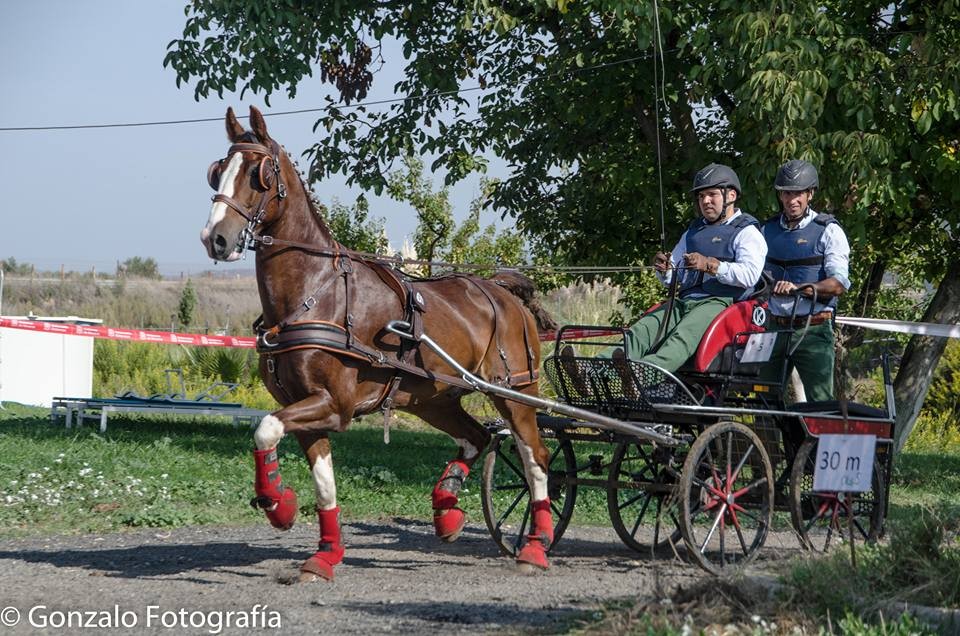 David Aramendía y Carmen Goiburu, Campeones Navarros de Enganches Completo en Troncos y Limoneras